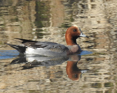 �ߏ��̐�̃q�h���K��