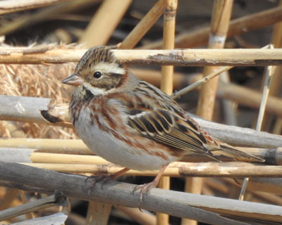 �����Ƃ��Ă��J�V���_�J