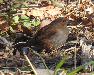 �n���J���N�O��