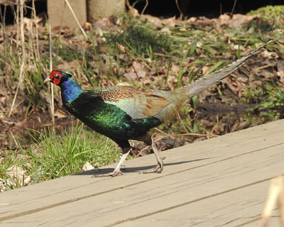 �ؓ���n��L�W