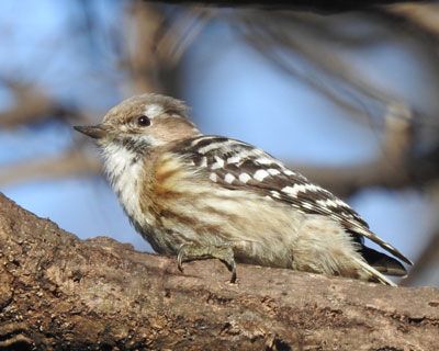 �R�Q���͖ڂ��_