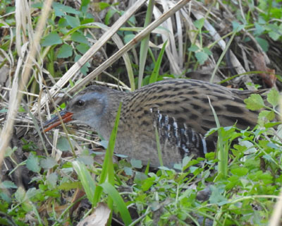 �̂��̂��N�C�i