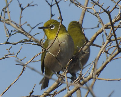 ���W���Q��