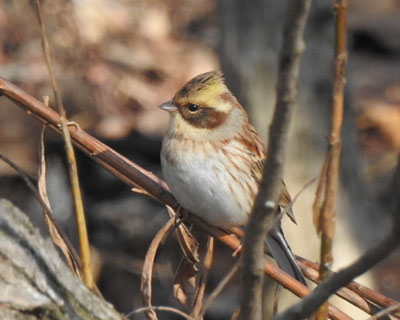 �v�X�̃~���}�z�I�W��