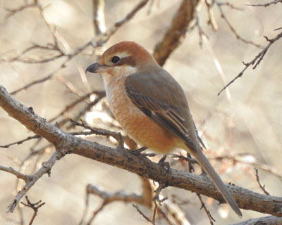 �j�O�̃��Y�q