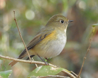 ��x�������ĂȂ������r�^�L