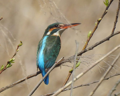 ���ɐ������J���Z�~