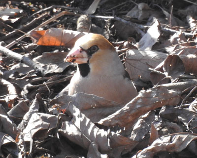 ���܂�V��