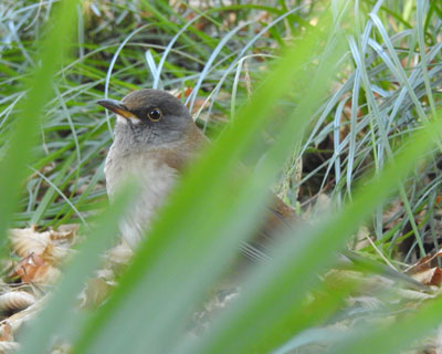 ���t�̉A�̃V���n��