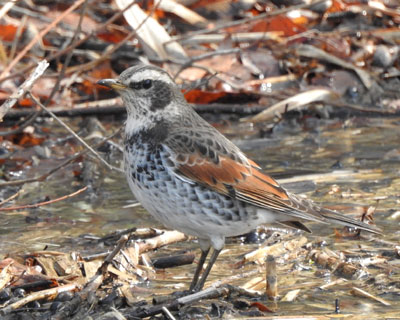 ���N�������ς������c�O�~