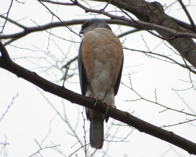 ������A�s���s���̃c�~��