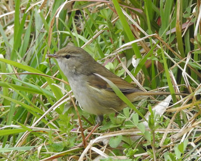 �Ȃ����n��ɃE�O�C�X