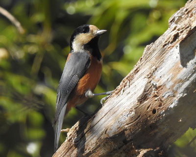 ���Ȃ��������}�K��