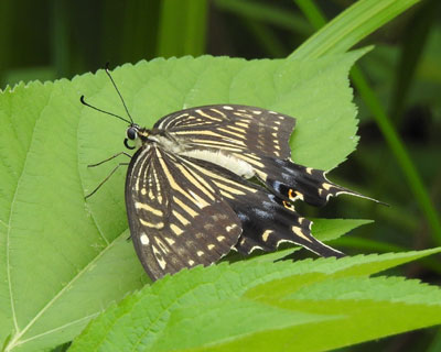 �x�e�A�Q�n