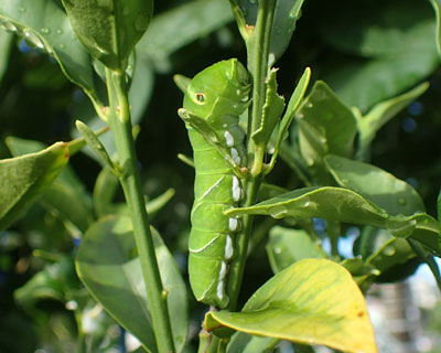 �A�Q�n�C��