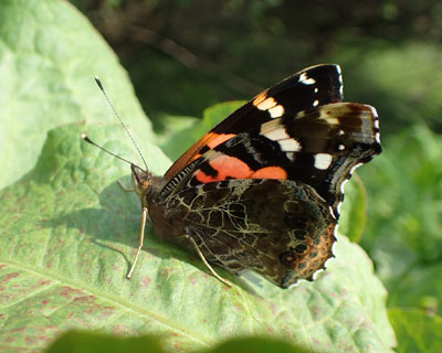 �A�J�^�e�n����