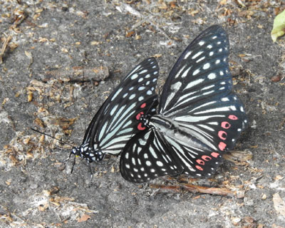 �������������A�J�{�V�S�}�_��