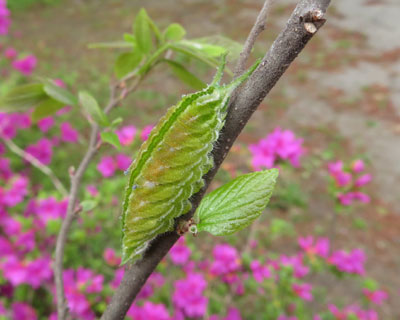 �A�J�{�V�C���i��j