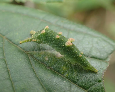 �A�J�{�V�C���i���j