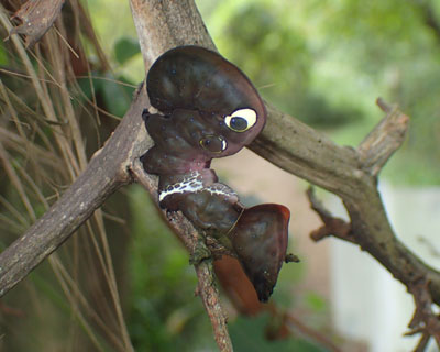 �A�P�r�R�m�n