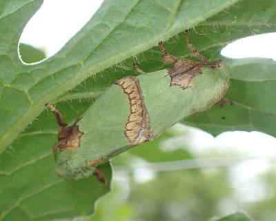 ���Ԃ�A�I�C���K