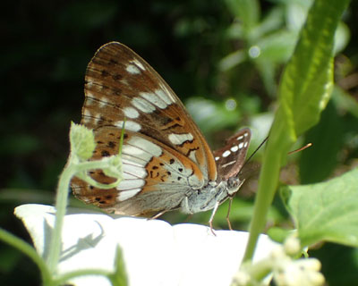 �A�T�}�C�`�����W����