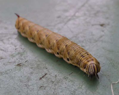 ���N���G�r�K���X�Y��