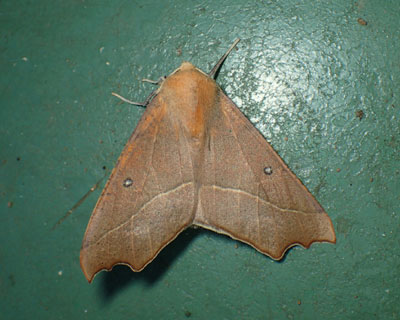 ���Ԃ�G�O���d�}�G�_�V���N