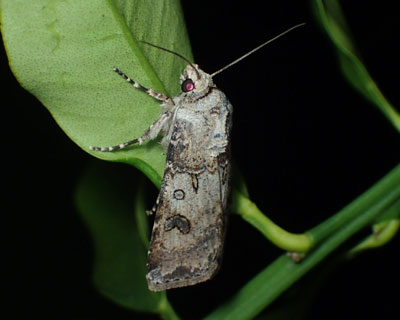 ���Ԃ�J�u�����K