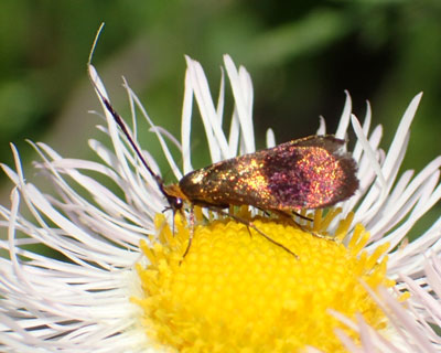 �N���n�l�V���q�Q�i�K