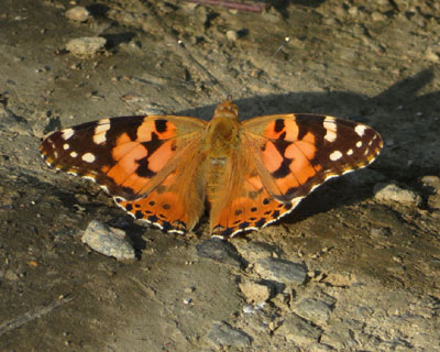 �q���A�J�^�e�n