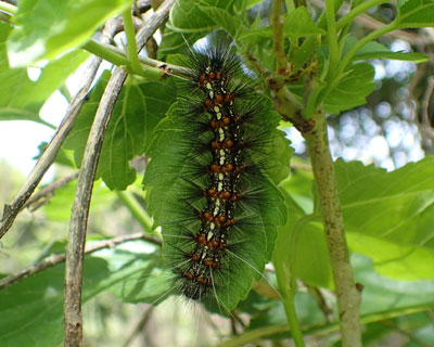 �N���S�}�_���q�g��