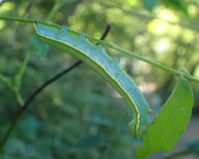 �I�I�G�O���V���`�z�R