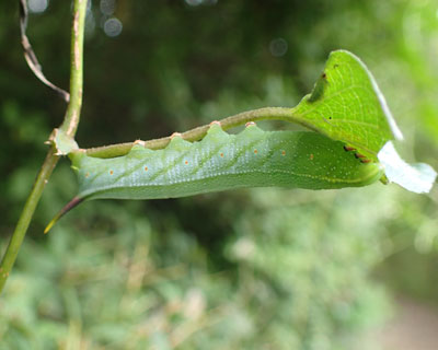 �΂̃z�V�z�E�W���N