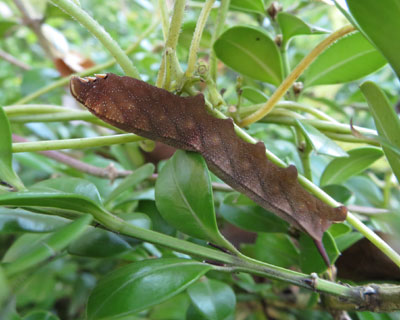 �z�V�z�E�W���N�F�Ⴂ