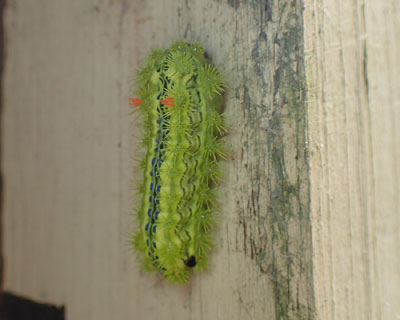 �q���w���A�I�C���K�̎q