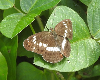 �C�`�����W�`���E