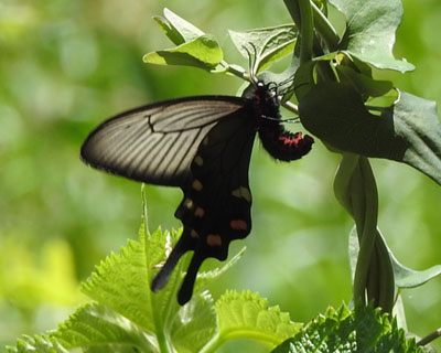 �Y���W���R�E�A�Q�n