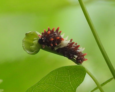 �W���R�E�A�Q�n�C�{