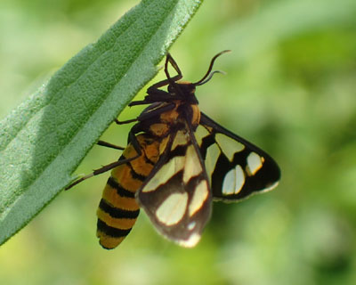 �L�n�_�J�m�R