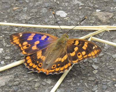 ���R��D���R�����T�L