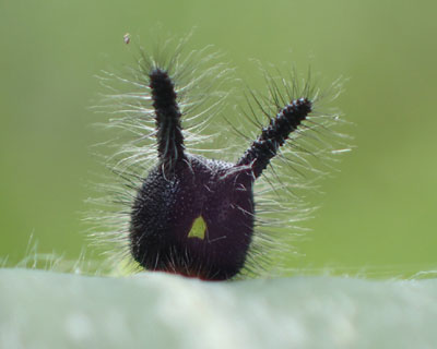 �N���R�m�}��