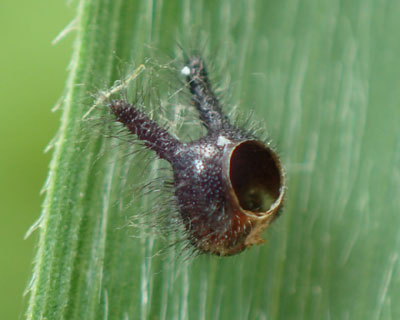 �N���R�m�}�w�����b�g