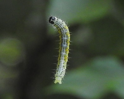 �����Ԃ牺�����Ă�I�I�L�m���C�K