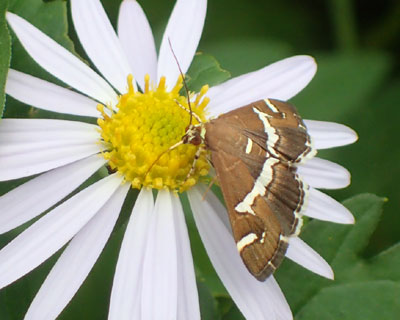 �V���I�r�m���C�K