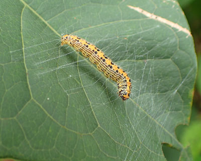 �����i�J�A�I�t�g���C�K