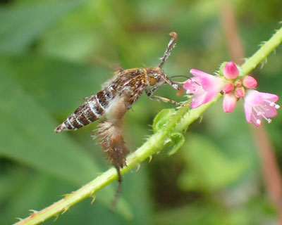 �I�I�����u�g�X�J�V�o