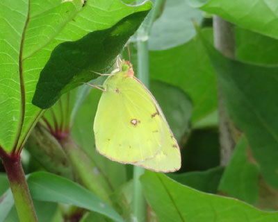 �v�X�̃����L�`���E