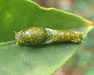 �Ⴂ�i�K�T�L�����