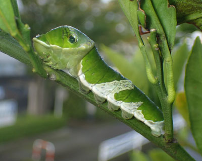 �I��i�K�T�L�����